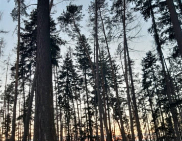 Vykupujeme dřevo jehličnatých i listnatých dřevin nastojato